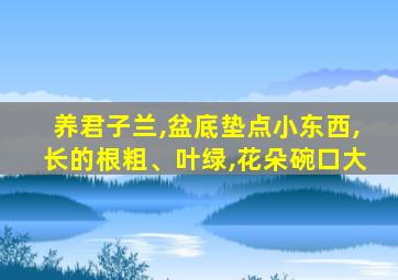 养君子兰,盆底垫点小东西,长的根粗、叶绿,花朵碗口大