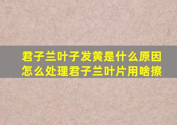 君子兰叶子发黄是什么原因怎么处理君子兰叶片用啥擦